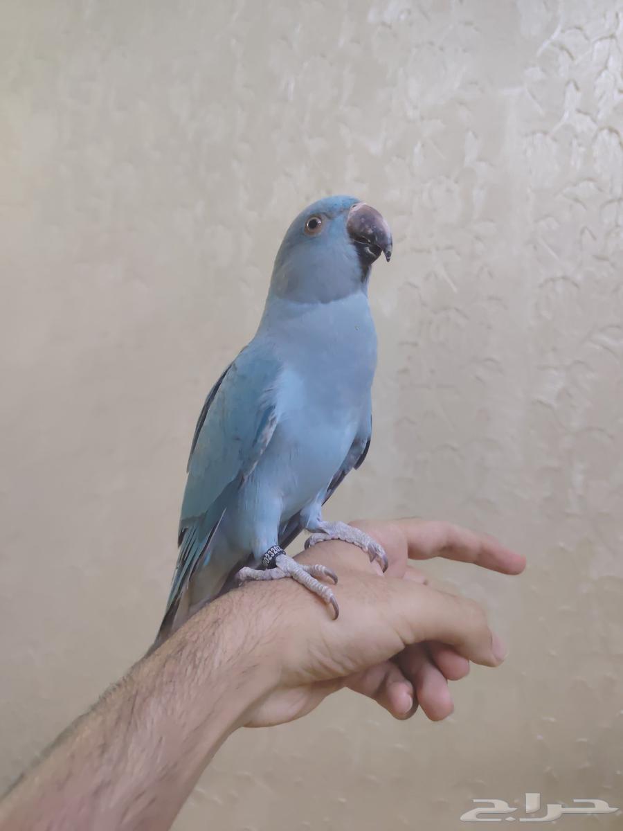 درة هولندي أليف جدا ممتع ولعوبب64393389824385113