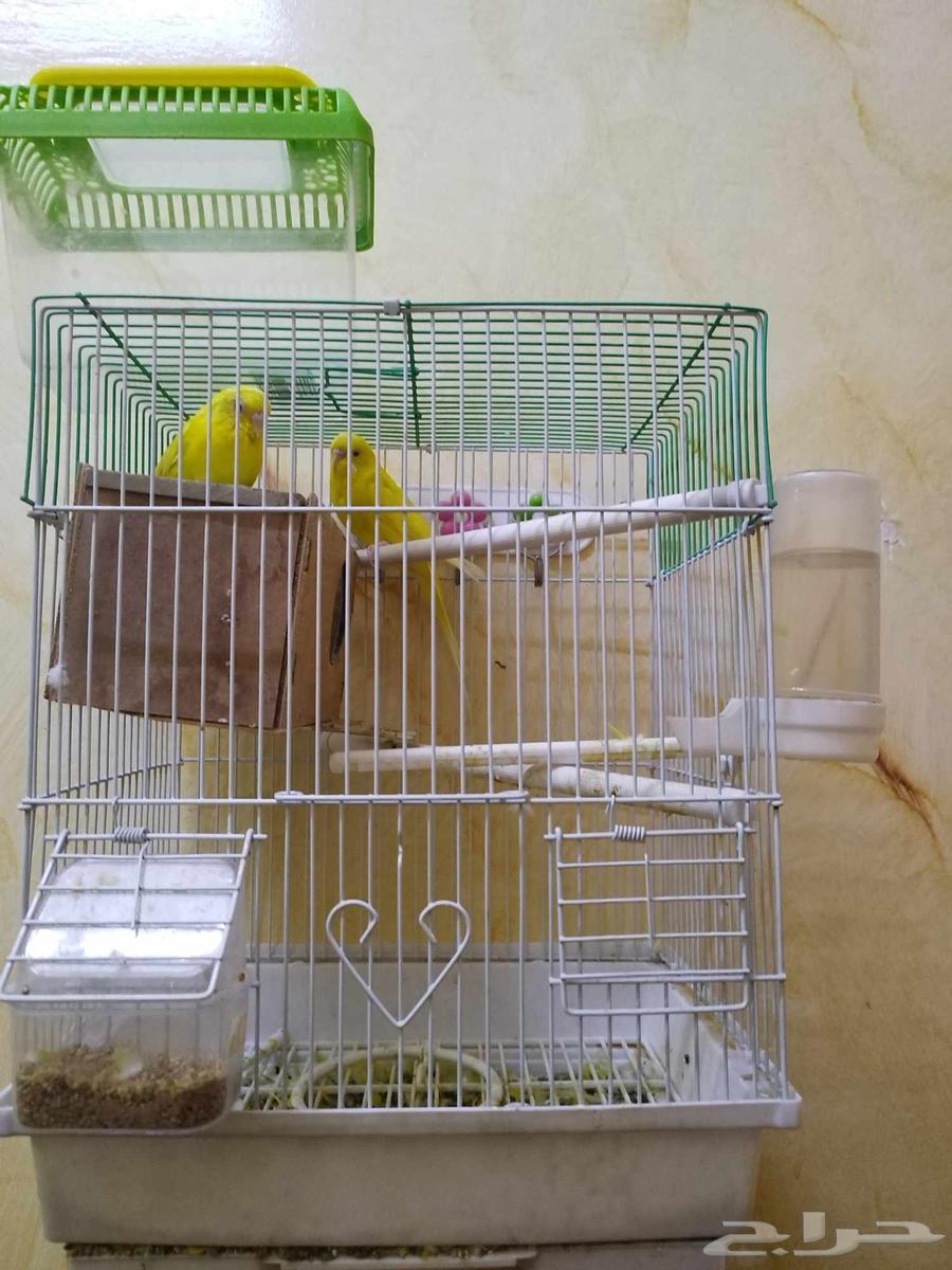 طيور زينه للبيع لأعلى سعر مع القفص والاكل64397061272578110