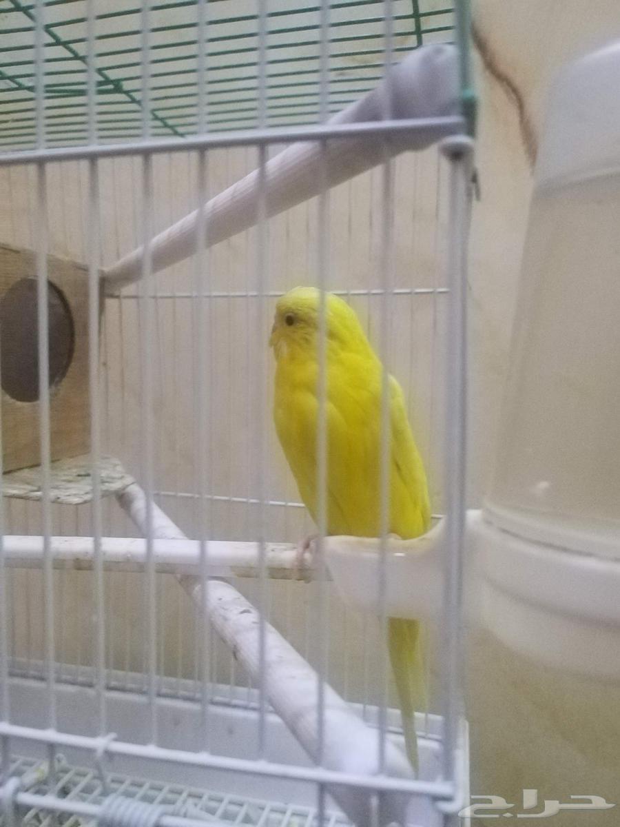 طيور زينه للبيع لأعلى سعر مع القفص والاكل64397061272578113