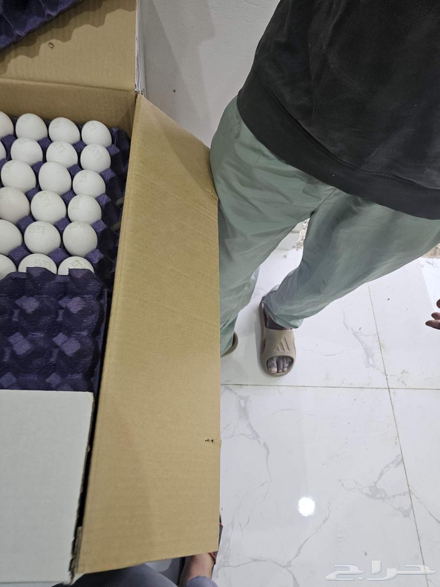 بيض للبيع بالجمله فقط64400466882049111