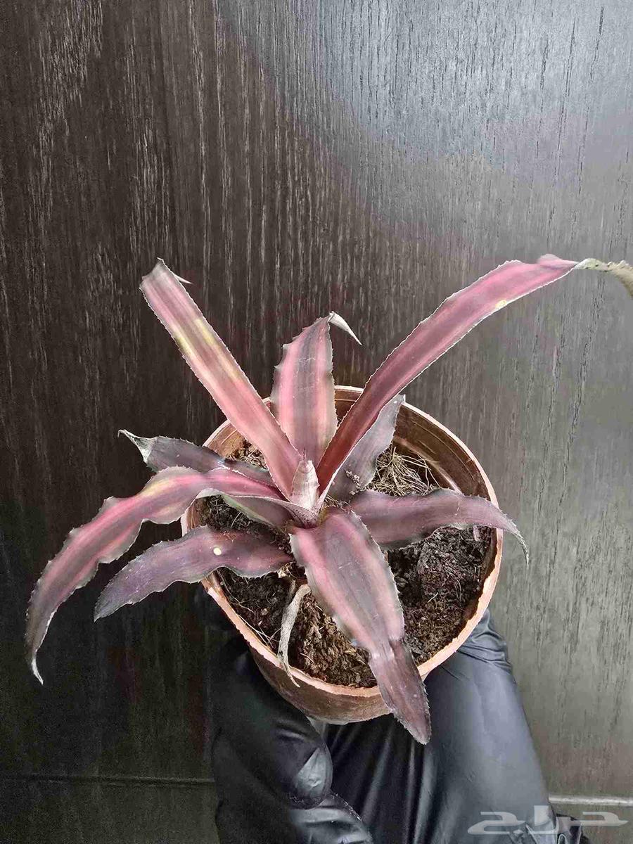 نباتات التيرايوم64392731042305114