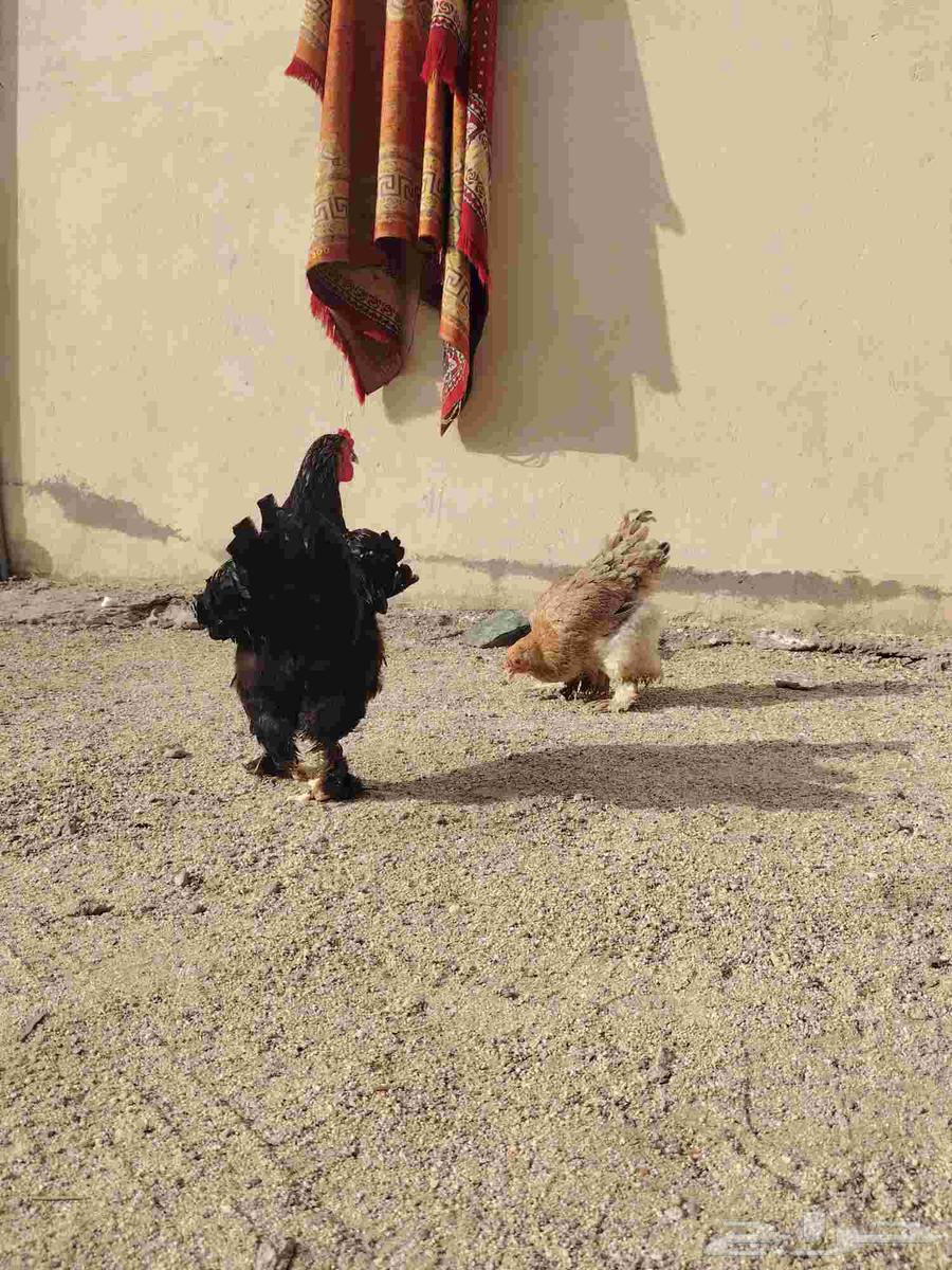 للبيع دجاج براهما64395797394946114