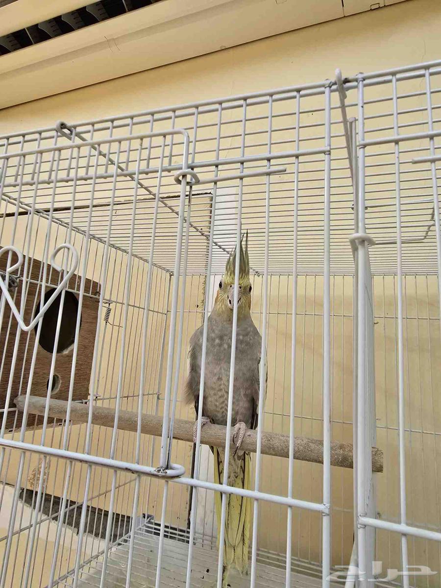 للبيع انثى كروان جاهزة64397922020355110