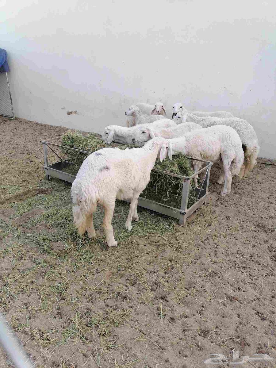 أغنام للبيع بأسعار مناسبة64397547405570110