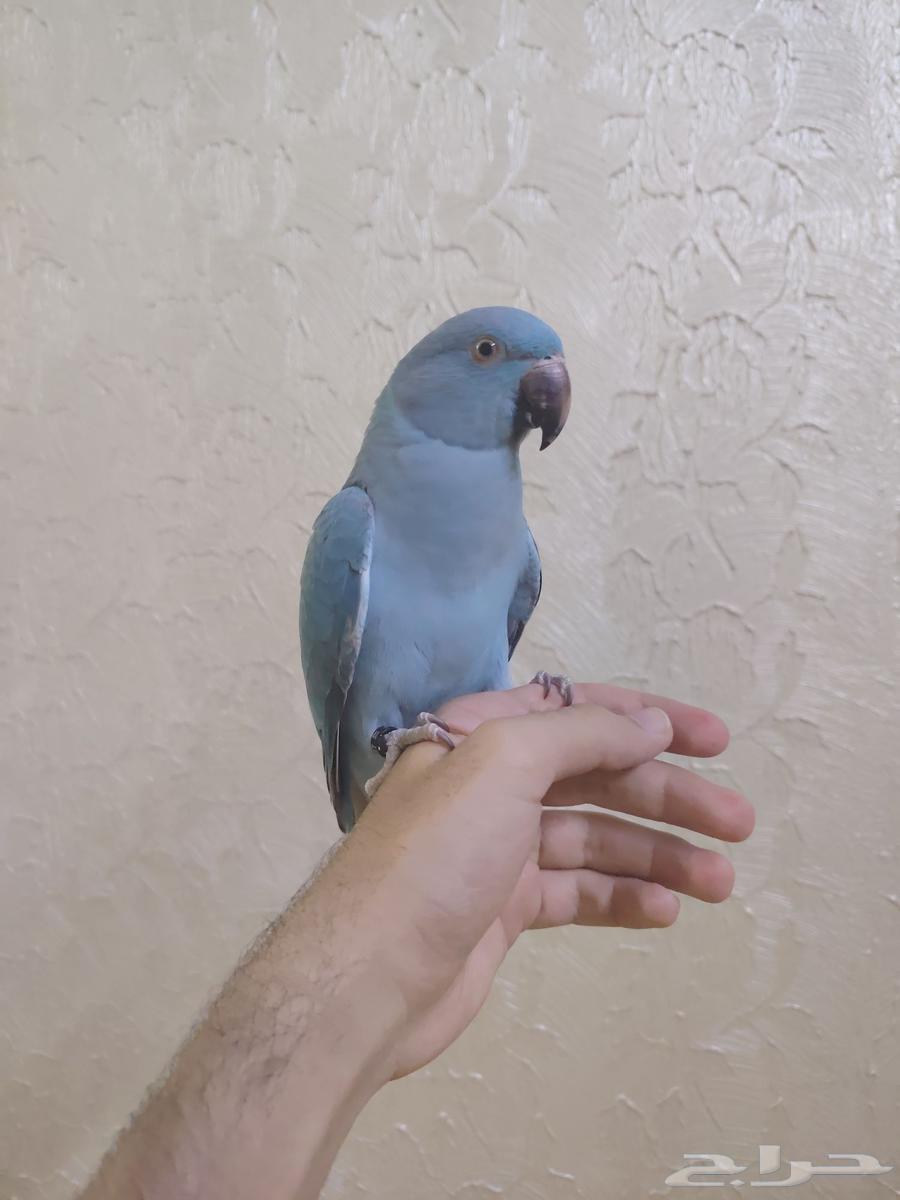 درة هولندي أليف جدا ممتع ولعوبب64393389824385110