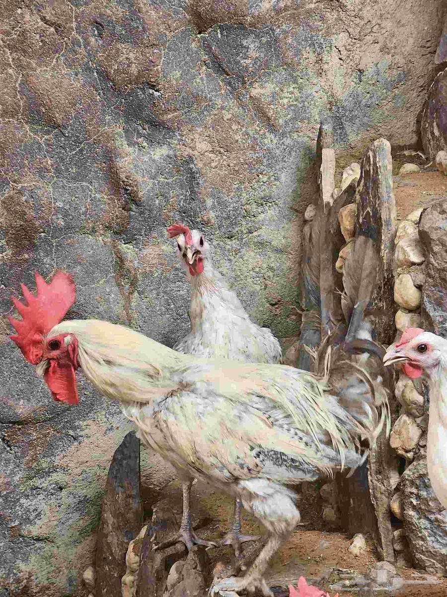 طقم دجاج فيومي للبيع64397381203330111