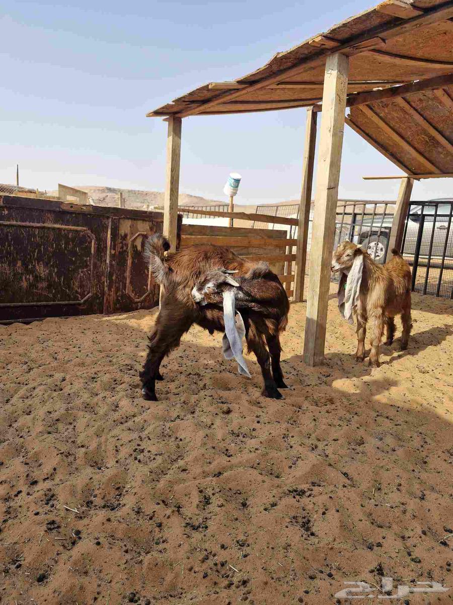 البيع تبسين فواخر64392484259202112