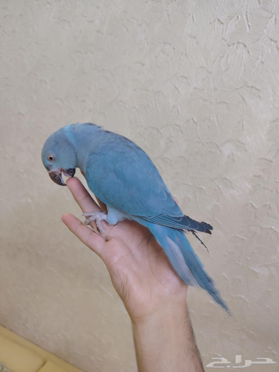 درة هولندي أليف جدا ممتع ولعوبب64393389824385114