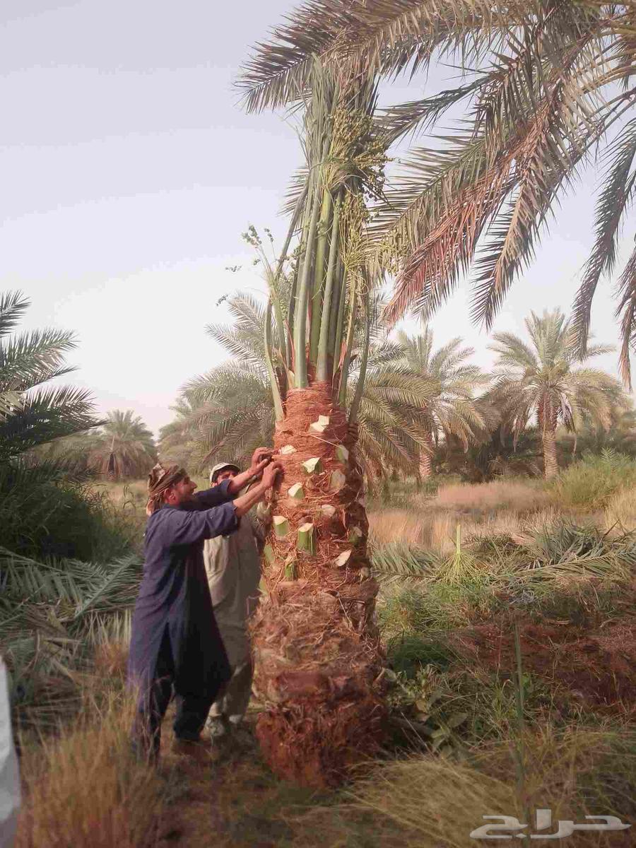 نخل للبيع مثمر خلاص سكري شيشي هلالي مجدول صقعي سلاطين مقفزي64399521599619114