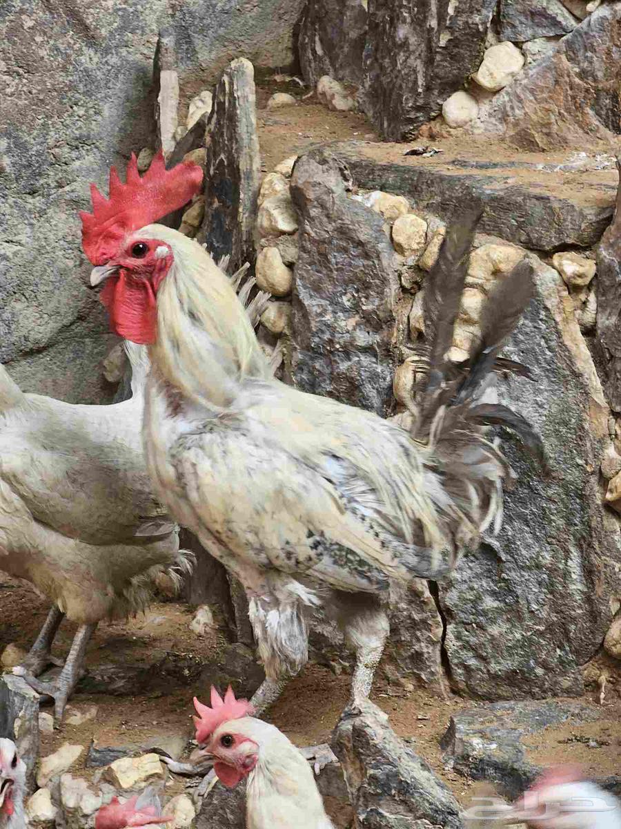 طقم دجاج فيومي للبيع64397381203330112