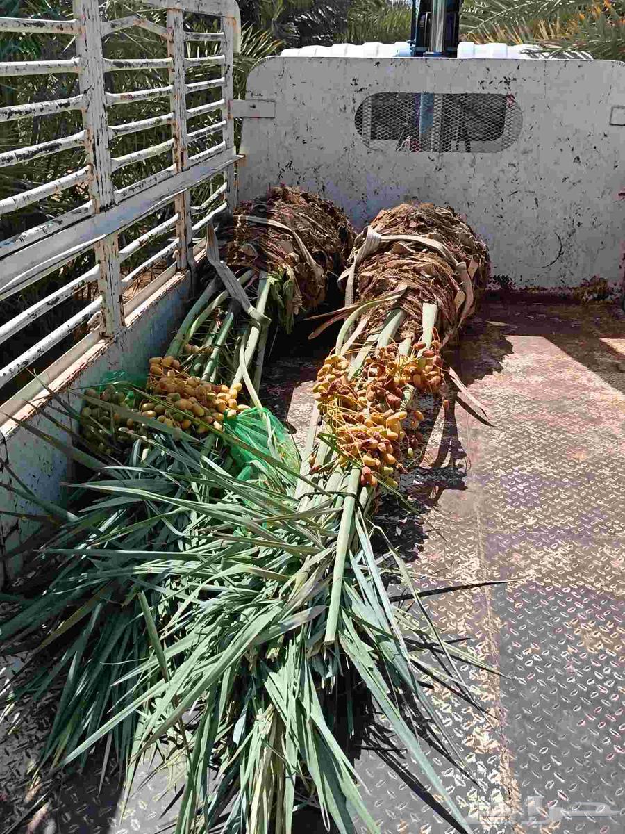 Date palms for sale, fruitful Qassim date palms, reasonable prices64396185002371111