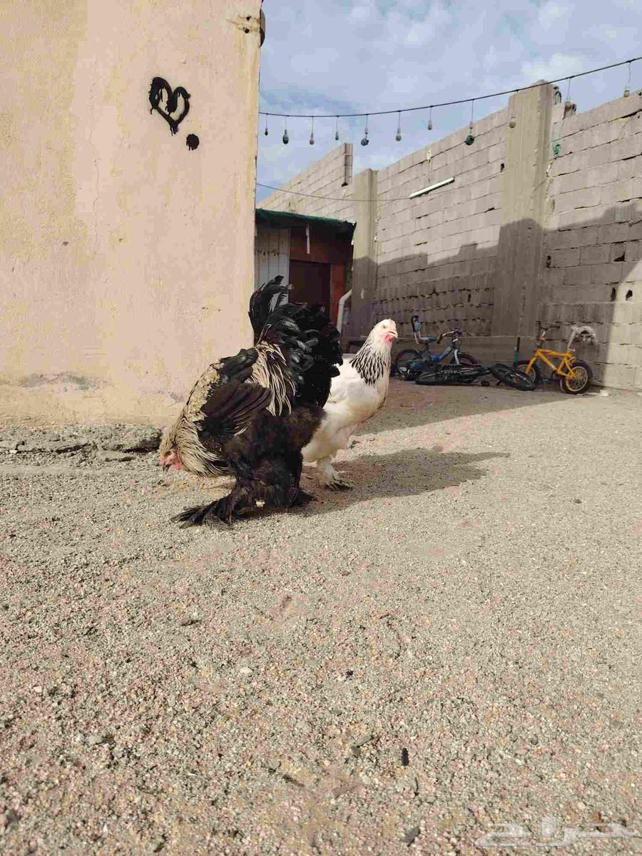 للبيع دجاج براهما64395797394946111