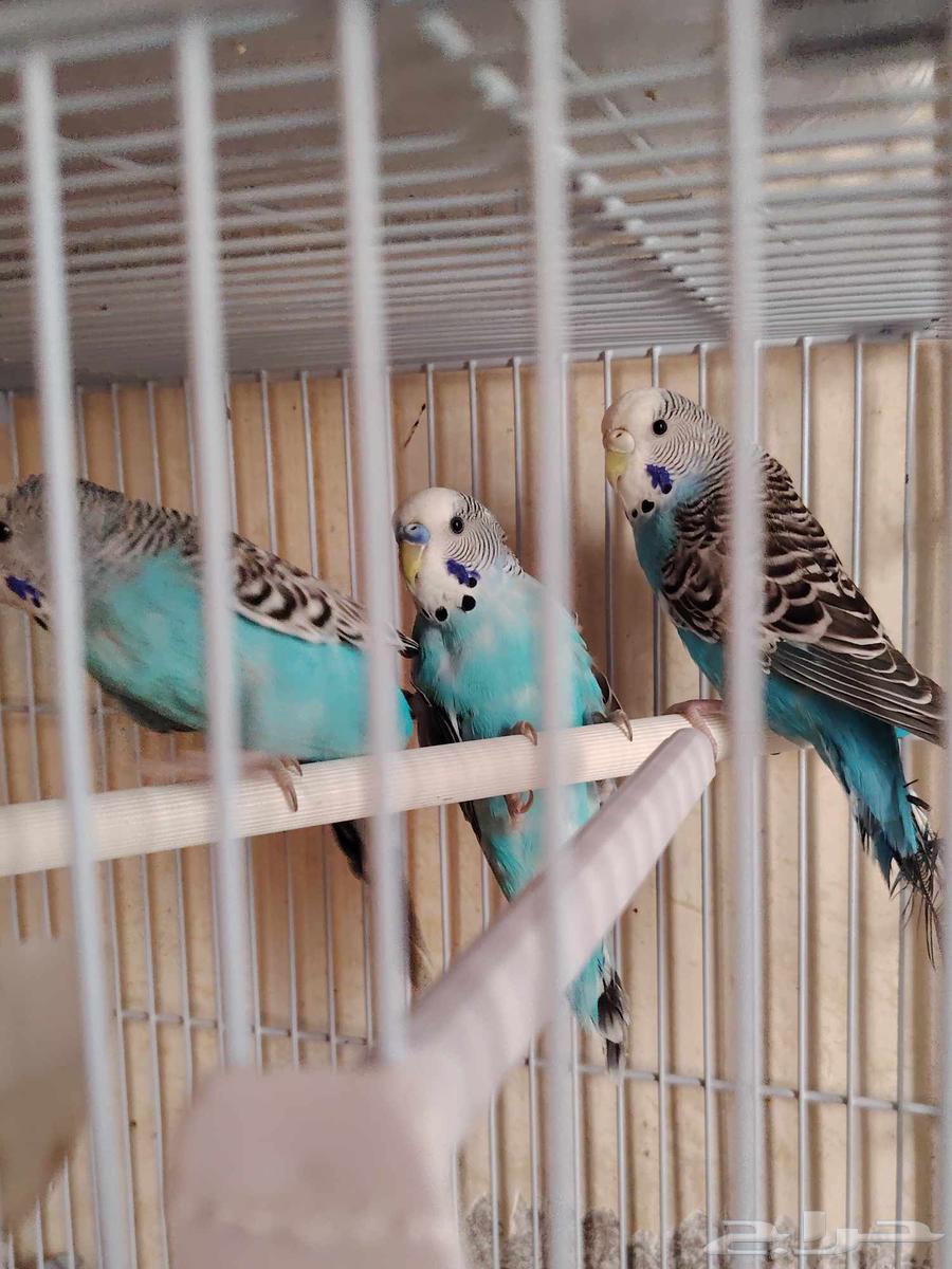 طيور بادجي هولندي64395117229059110