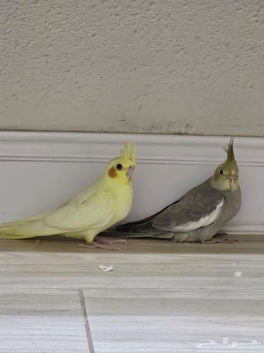 للبيع فروخ كروان64401146960387111