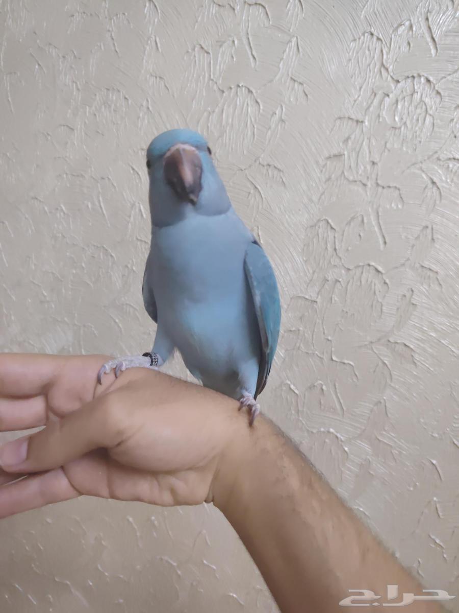 درة هولندي أليف جدا ممتع ولعوبب64393389824385112