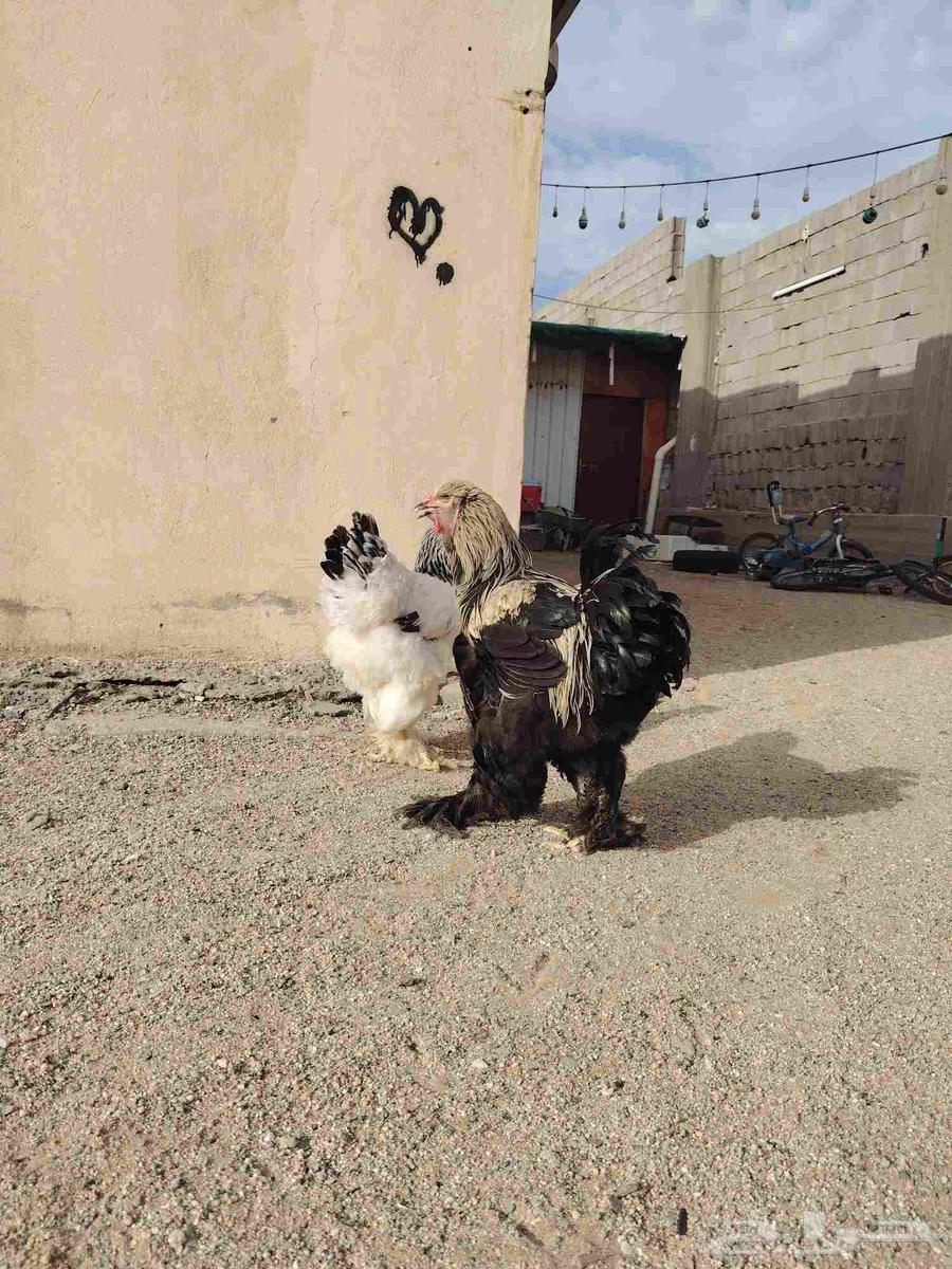 للبيع دجاج براهما64395797394946110