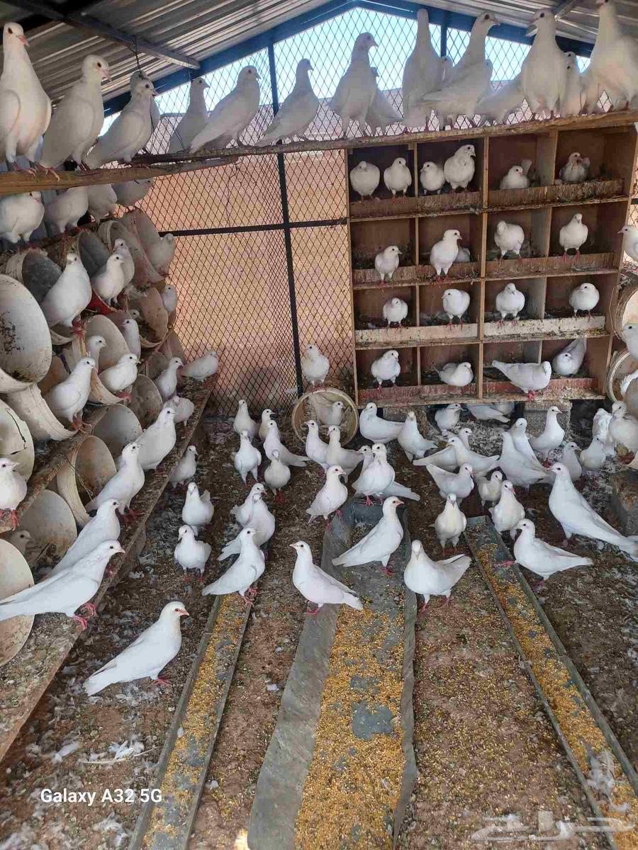 حمام فرنسي جامبو وسوبر64396393706369111