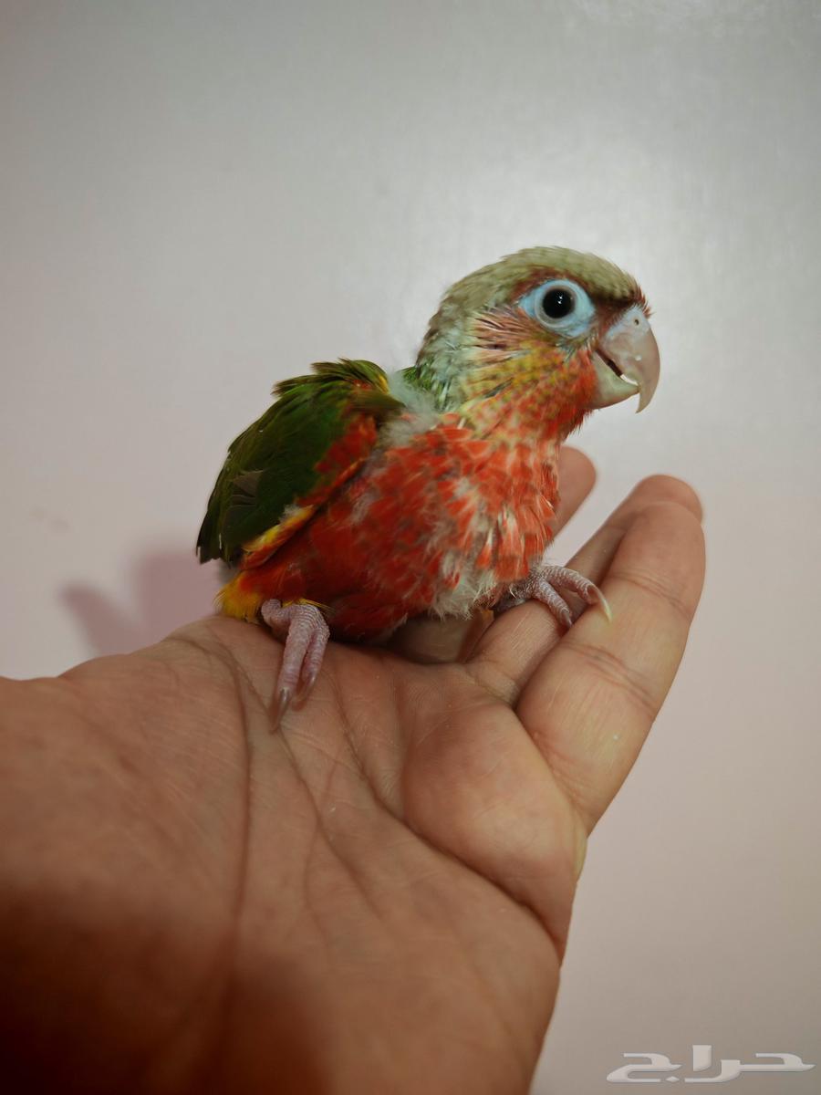 لأصحاب النوادر الطفرات المميزة فروخ كنيور64395713994369111