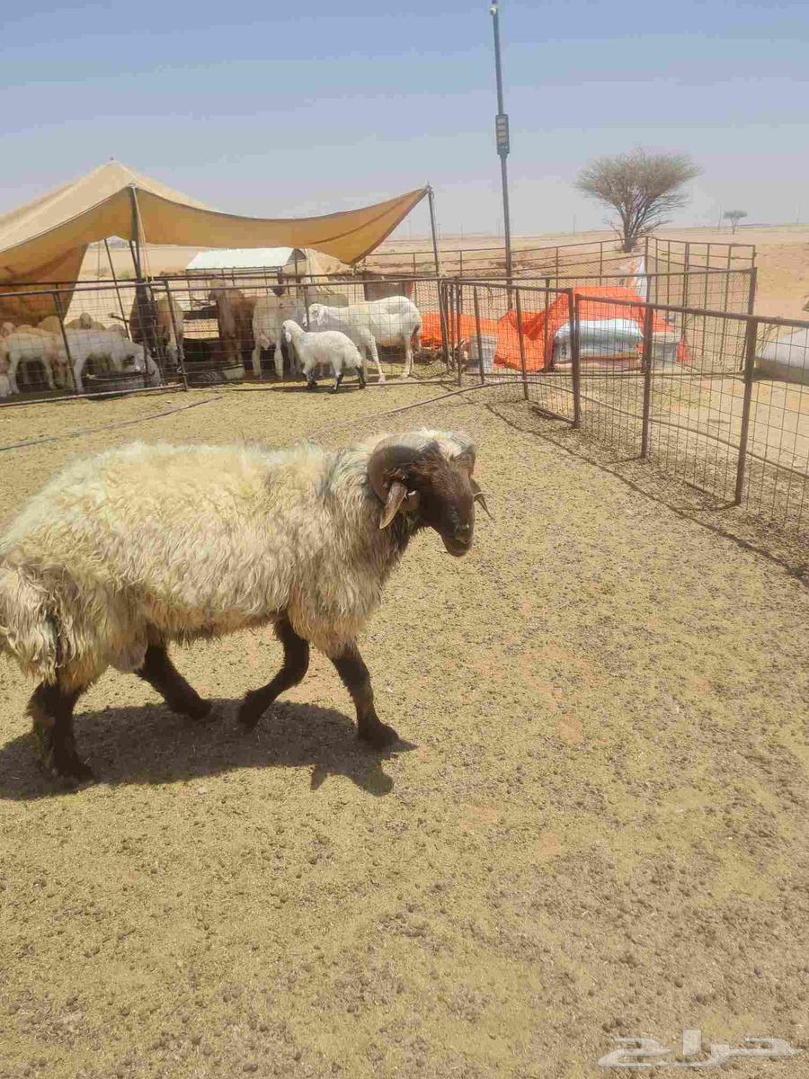 للبيع فحل نعيم فاخر من الااخر له انتاج عندي من الحري64397783391235112