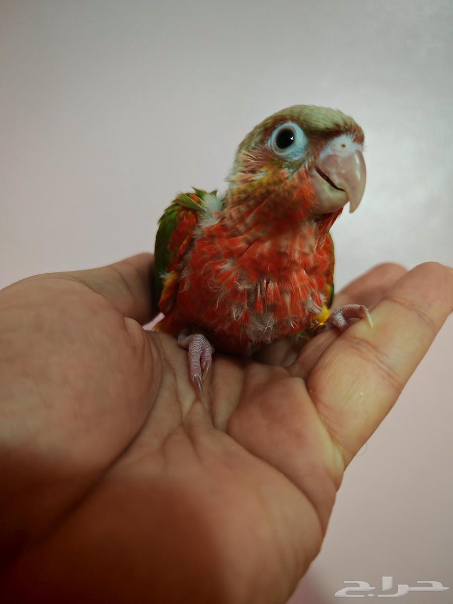 لأصحاب النوادر الطفرات المميزة فروخ كنيور64395713994369110