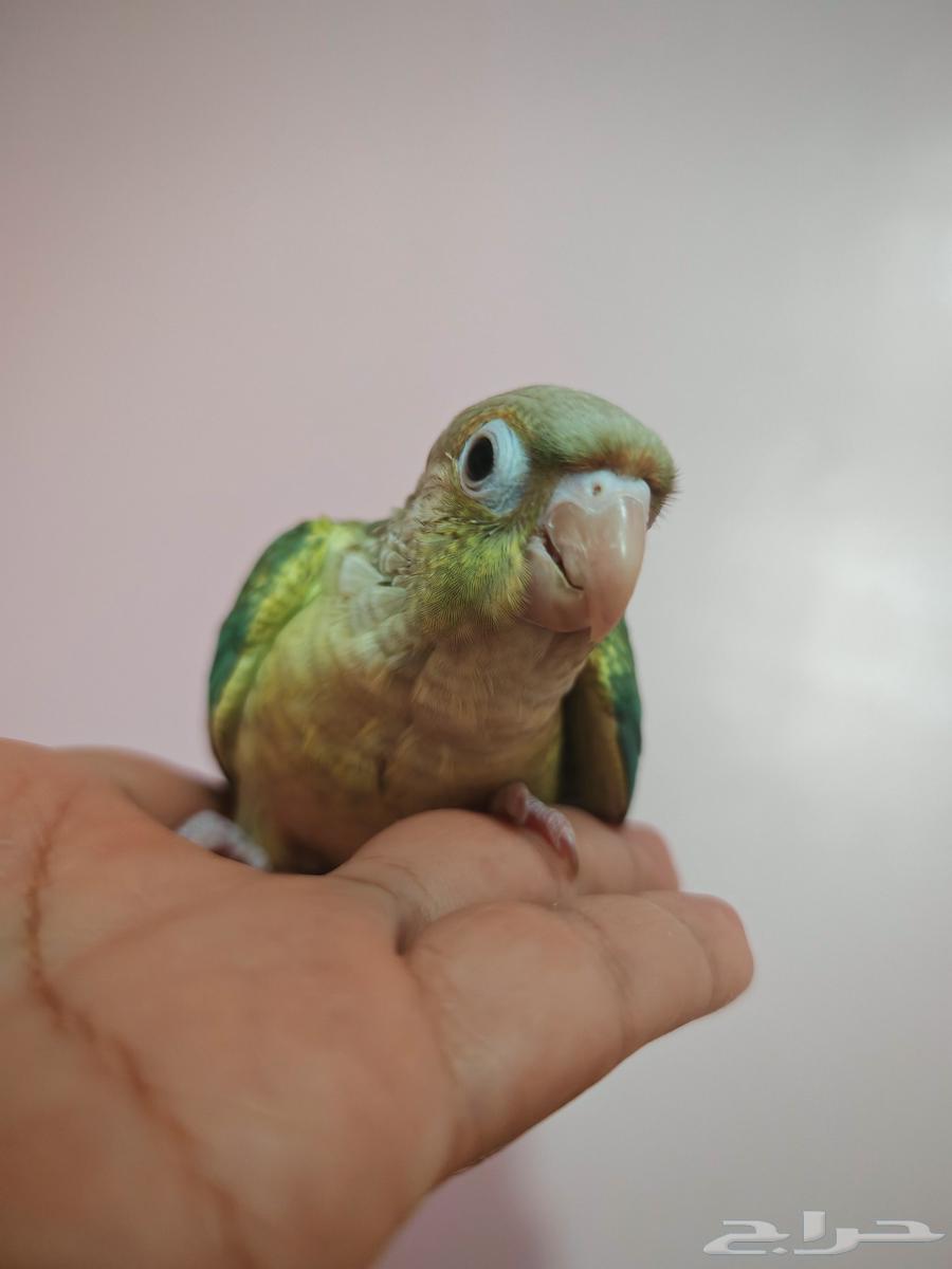 لأصحاب النوادر الطفرات المميزة فروخ كنيور64395713994369113