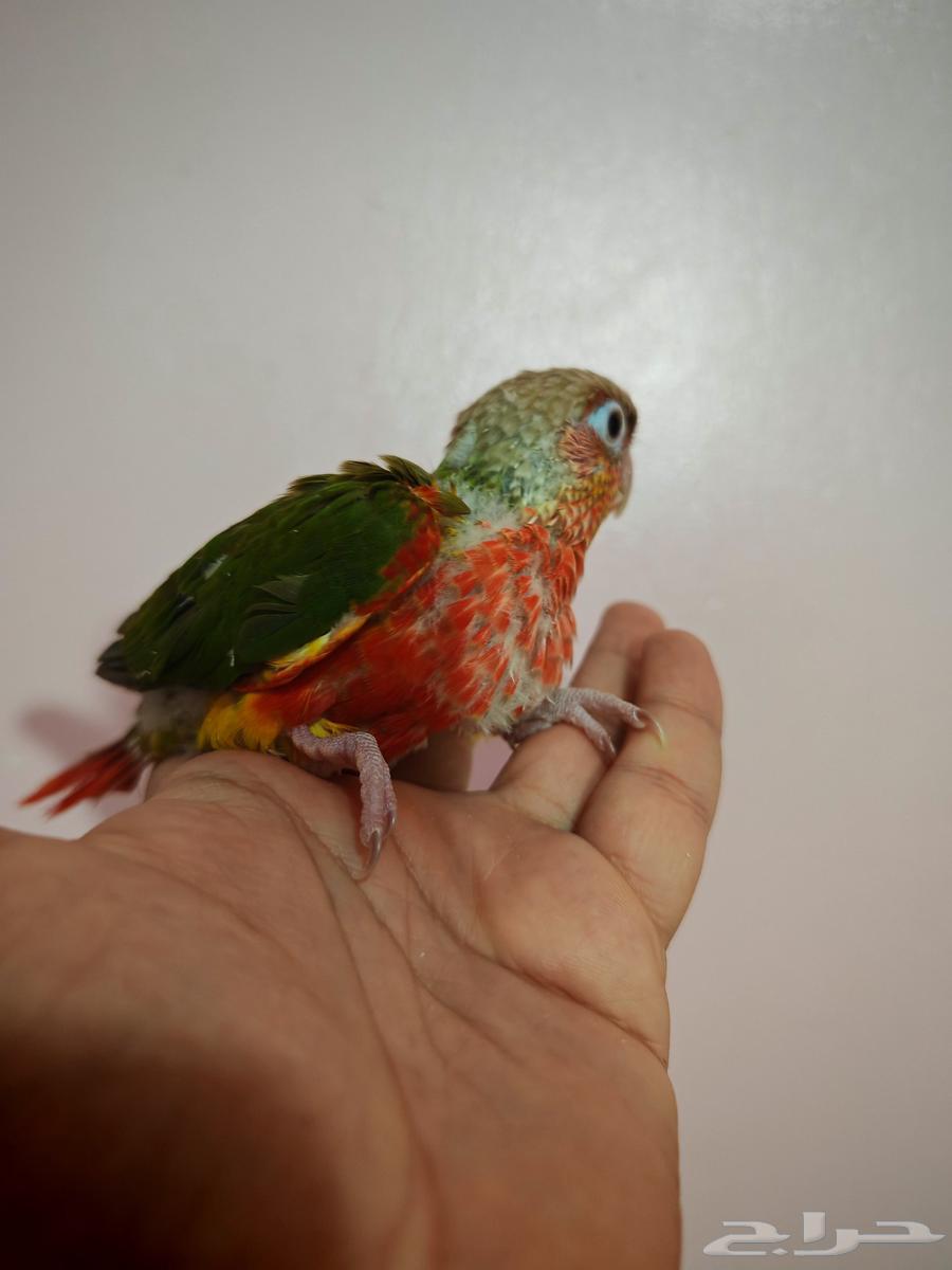 لأصحاب النوادر الطفرات المميزة فروخ كنيور64395713994369112