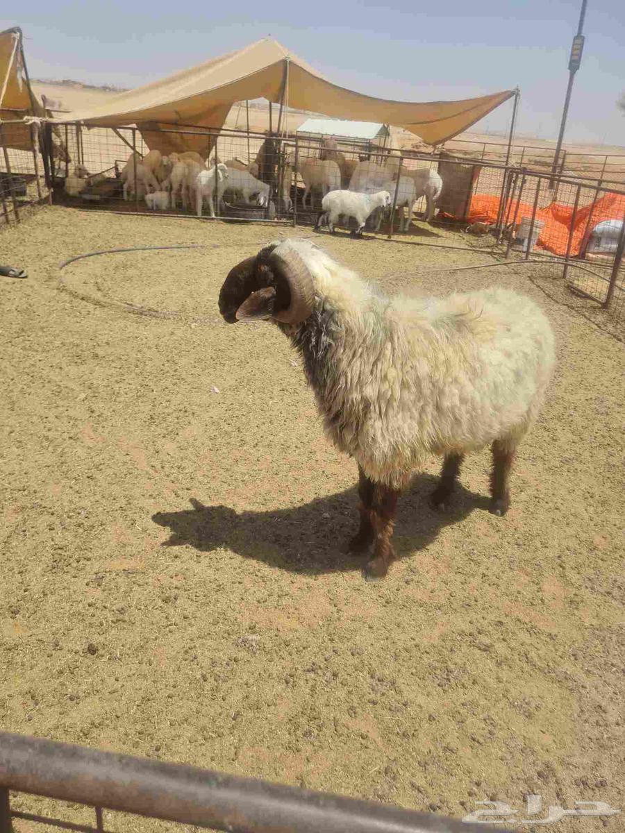 للبيع فحل نعيم فاخر من الااخر له انتاج عندي من الحري64397783391235113