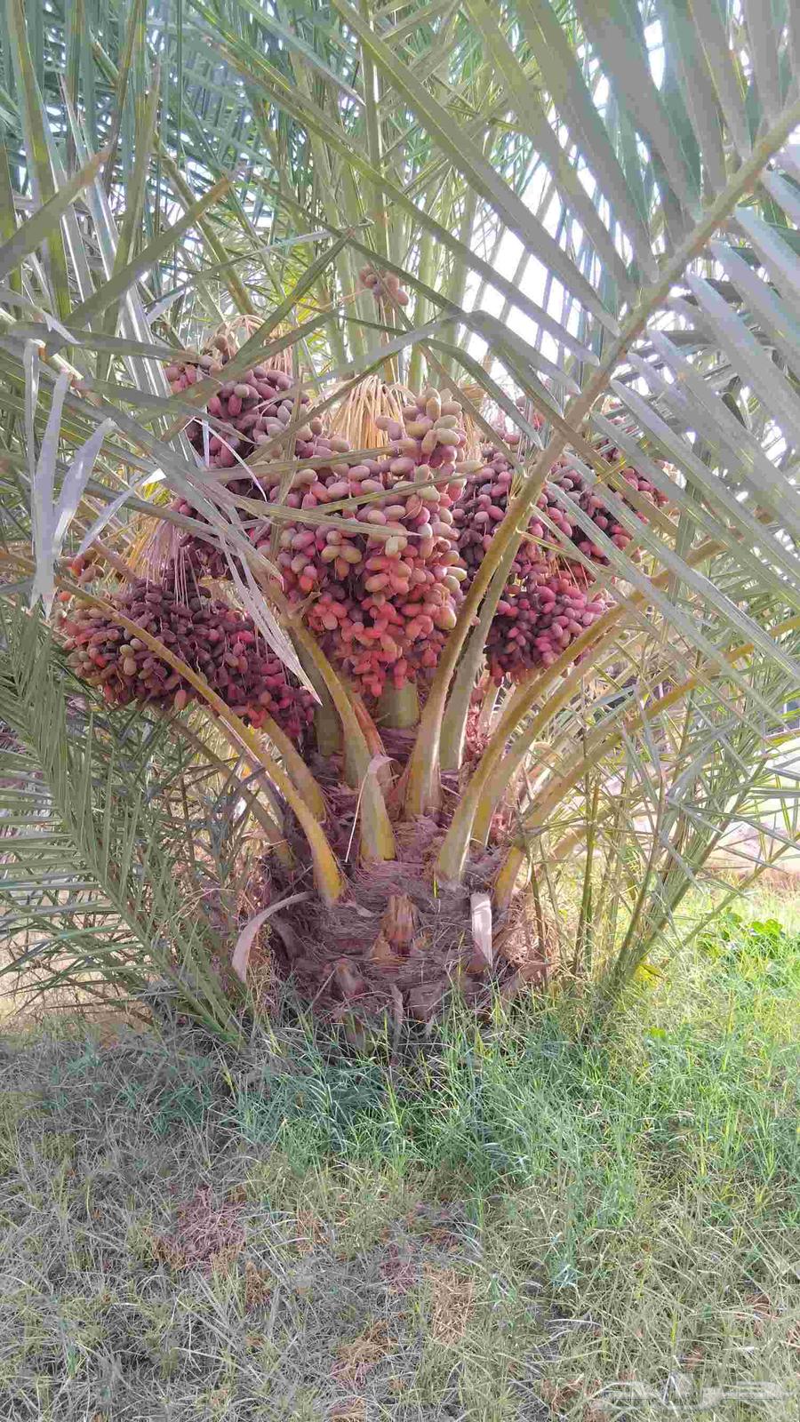 نخل للبيع مثمر خلاص سكري شيشي هلالي مجدول صقعي سلاطين مقفزي64399521599619110