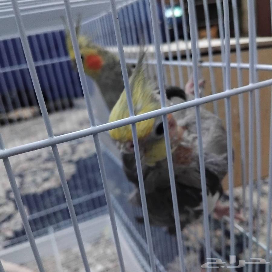 زوج كروان للبيع منتج علي الشرط64400370539138111