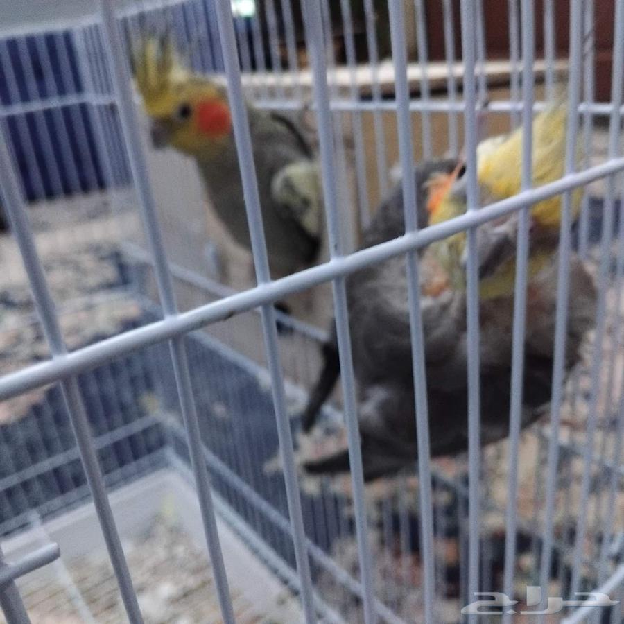 زوج كروان للبيع منتج علي الشرط64400370539138113