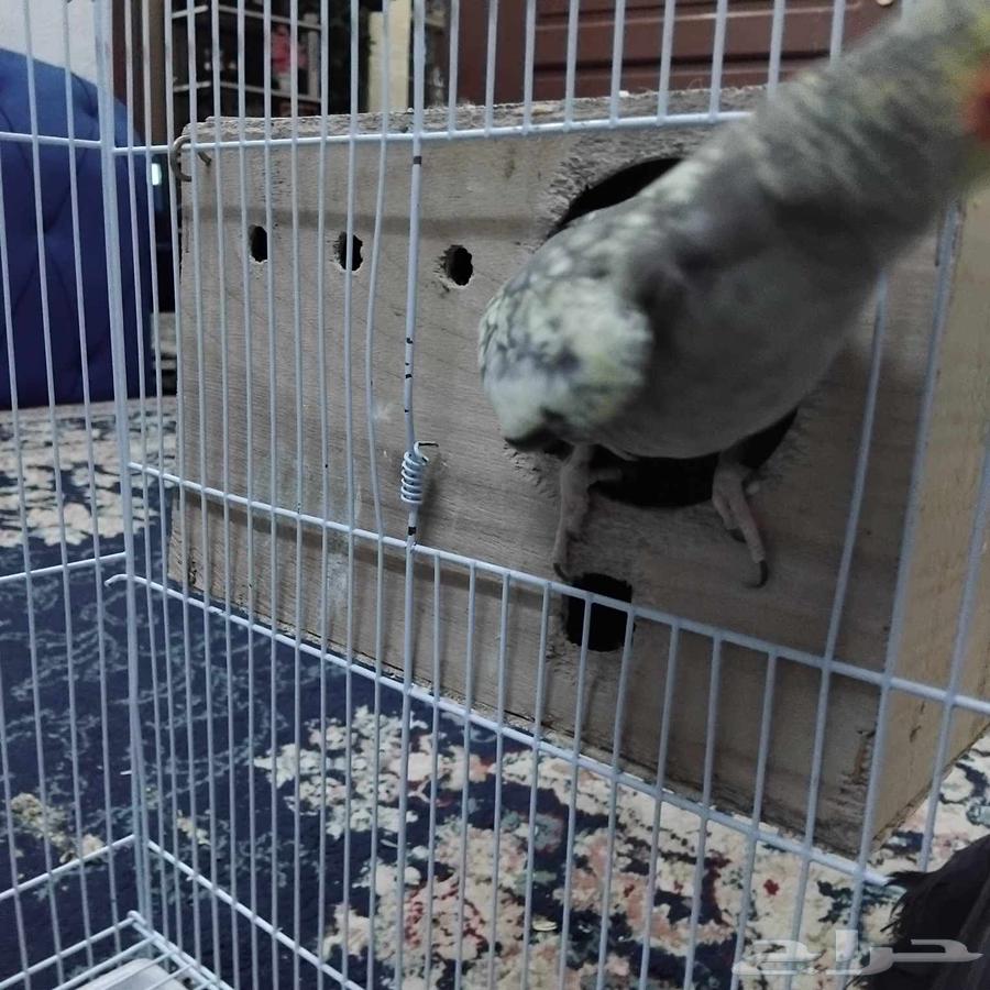 زوج كروان للبيع منتج علي الشرط64400370539138112