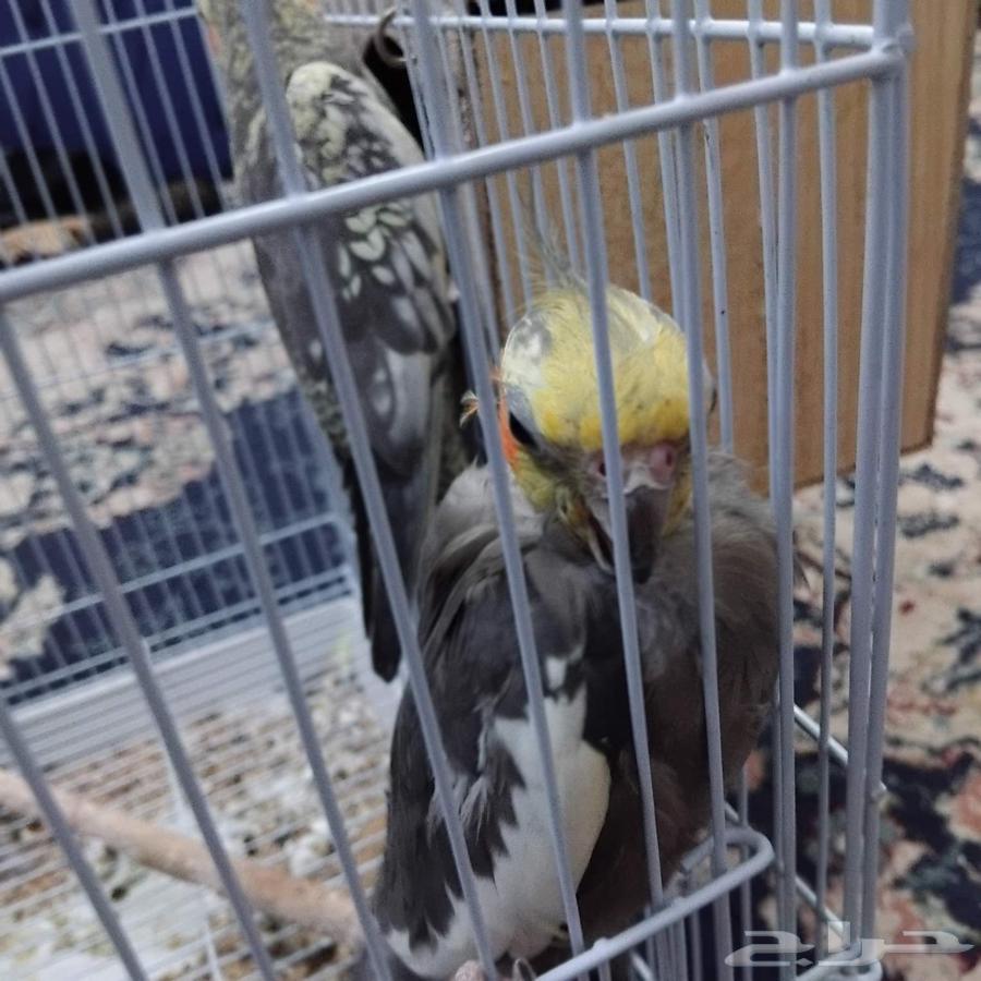 زوج كروان للبيع منتج علي الشرط64400370539138110