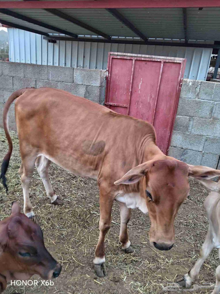 الباحة قلوة الشعراء64397047453185114