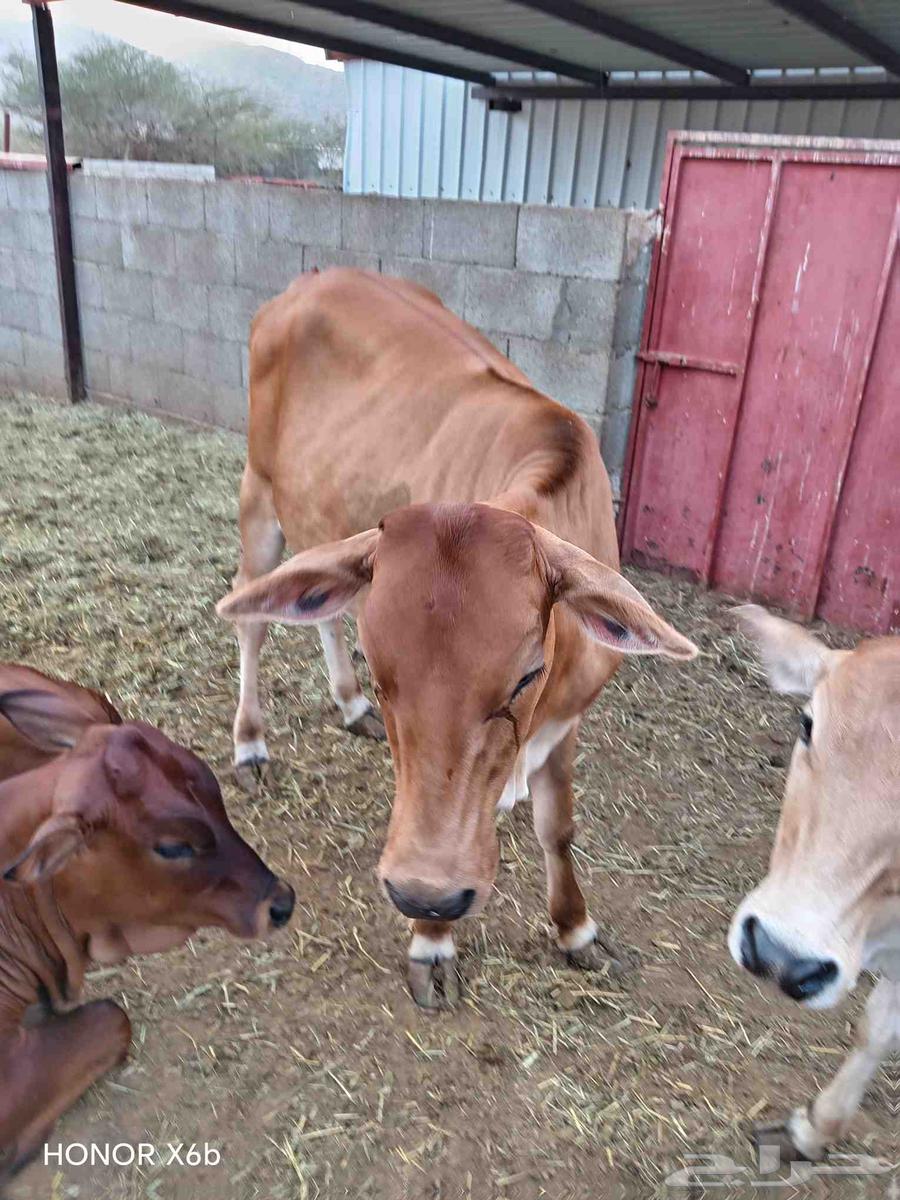 الباحة قلوة الشعراء64397047453185113