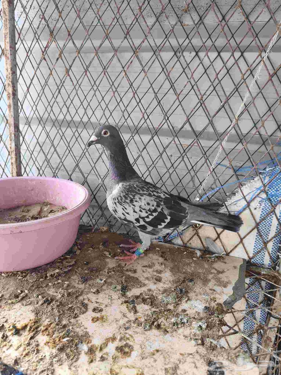 زواجل سباق64367231176321111