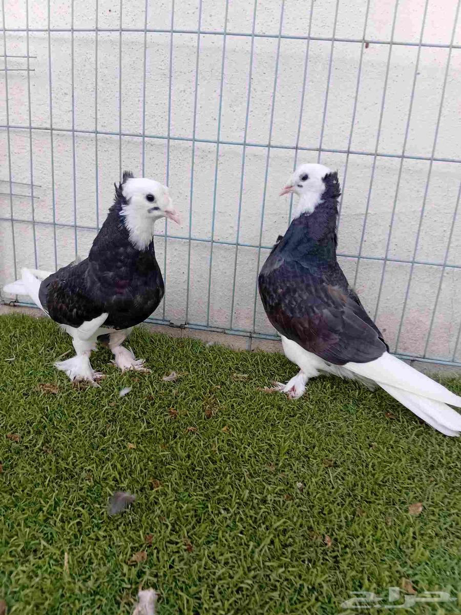 طبه تركي طواقي اسود64392977854467113