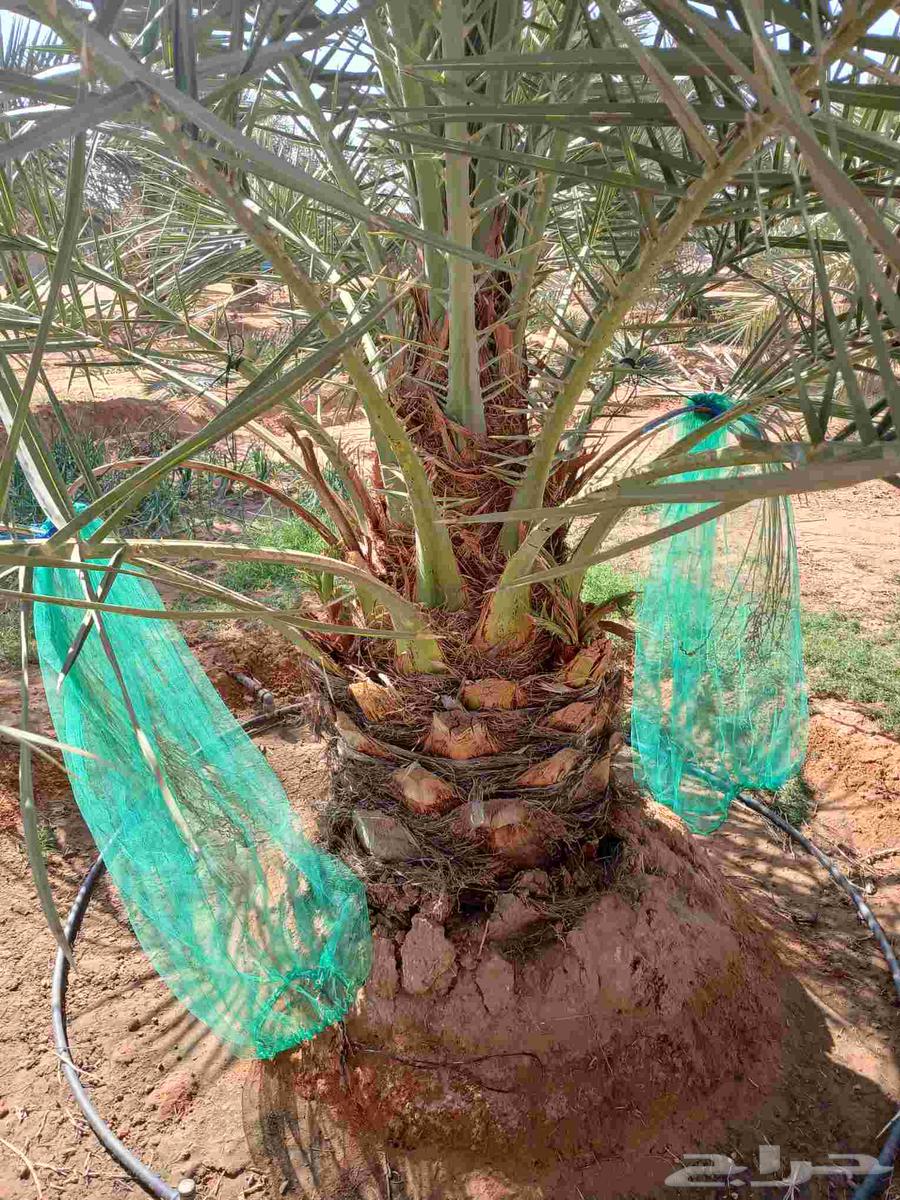 Fruit-bearing date palms for sale: Khalas, Barhi, Hilali, Sukkari, Ruthana, Majdool, Dakhini64397519911810112