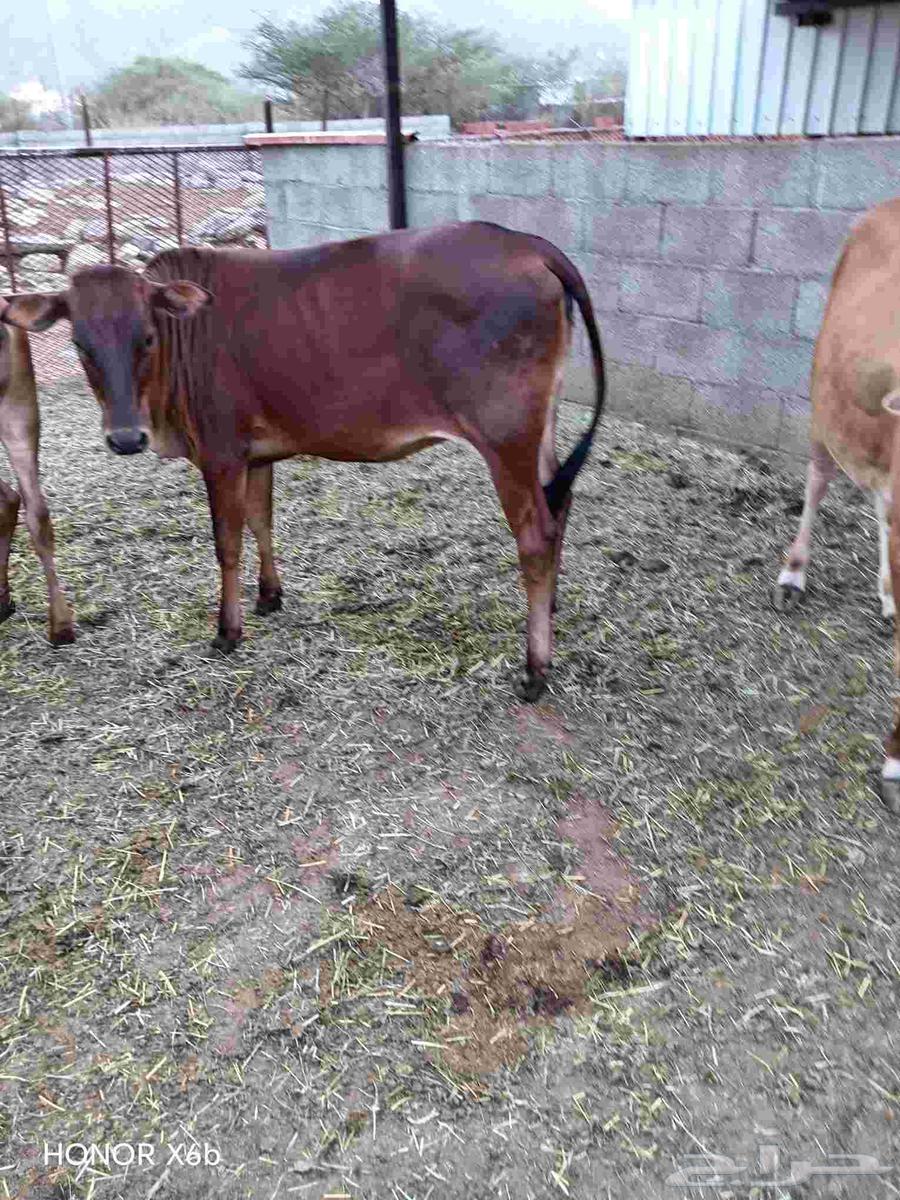 الباحة قلوة الشعراء64397047453185112