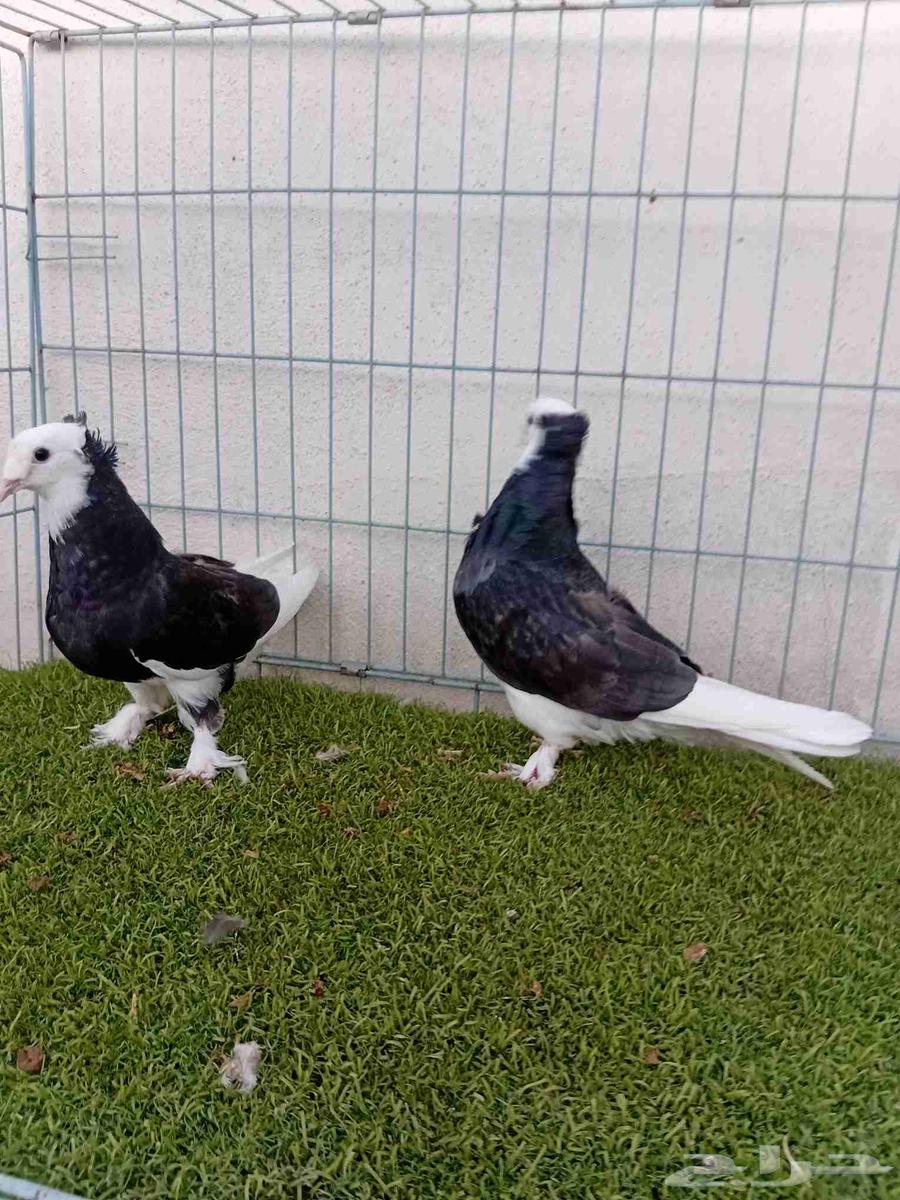 طبه تركي طواقي اسود64392977854467114