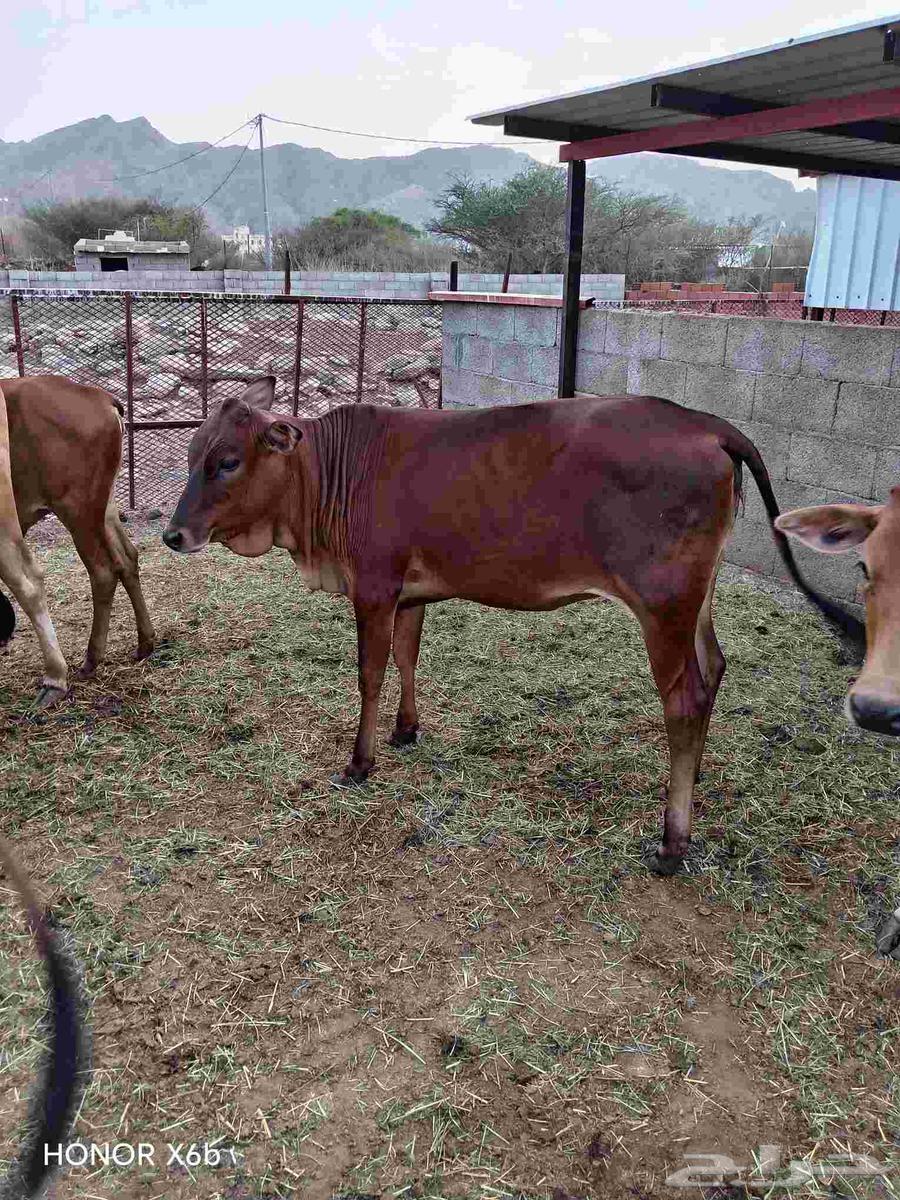 الباحة قلوة الشعراء64397047453185111