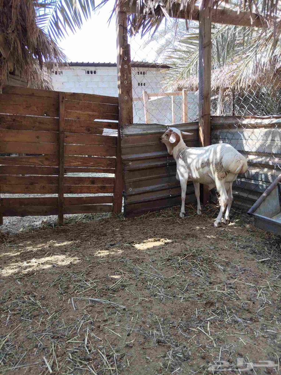 خروف بربر_الطرف.64398409641985110