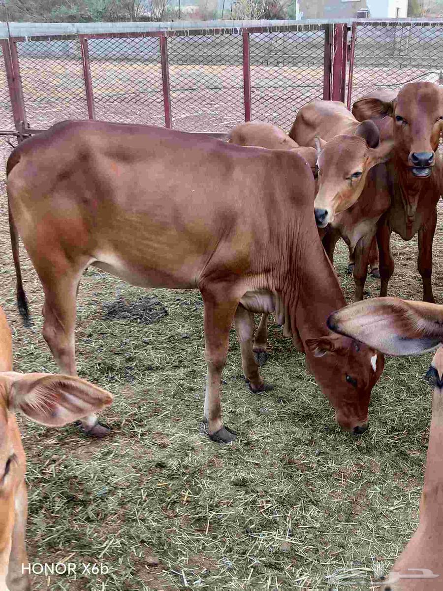 الباحة قلوة الشعراء64397047453185110