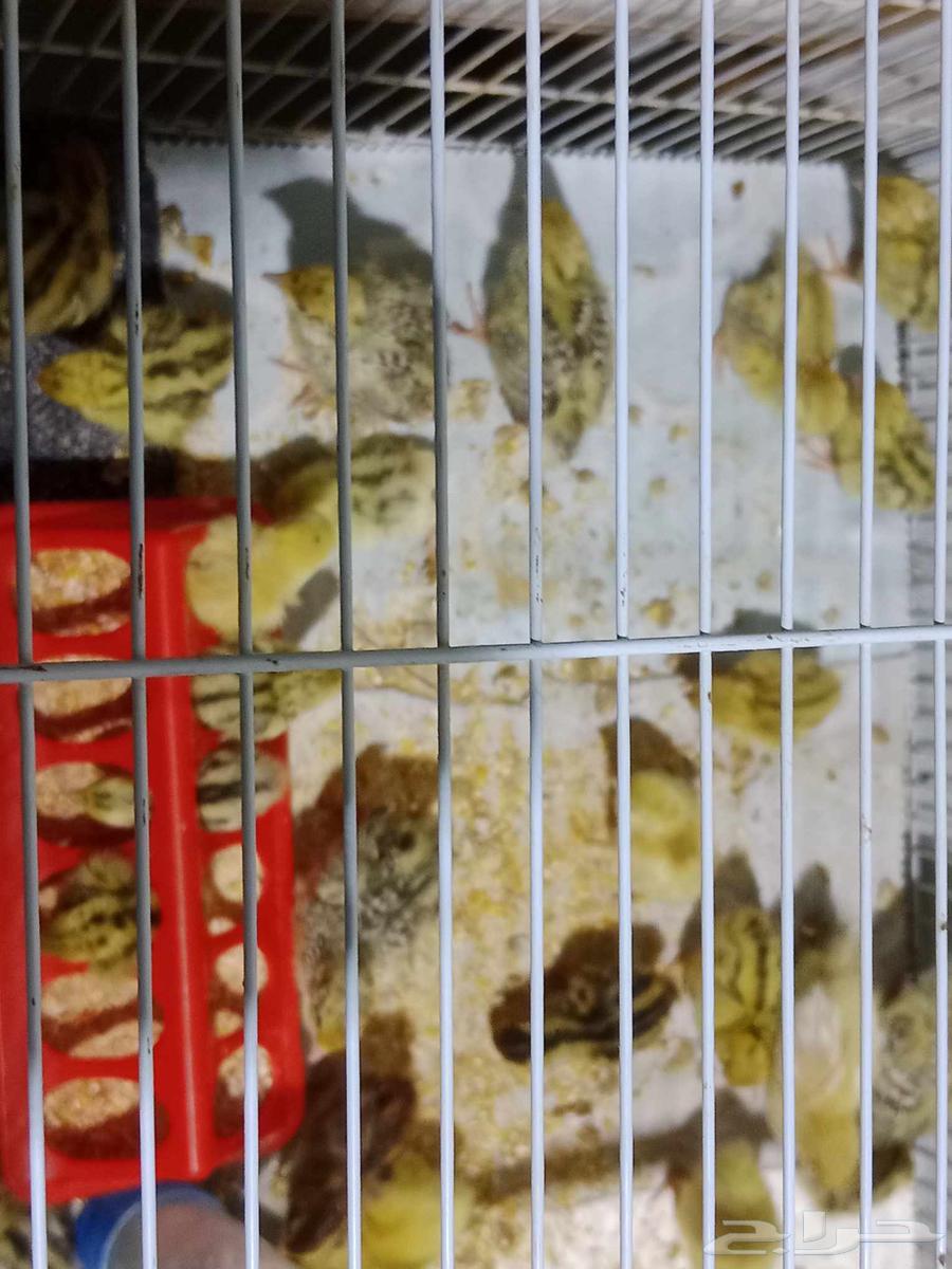 سمان للبيع64397963328898112