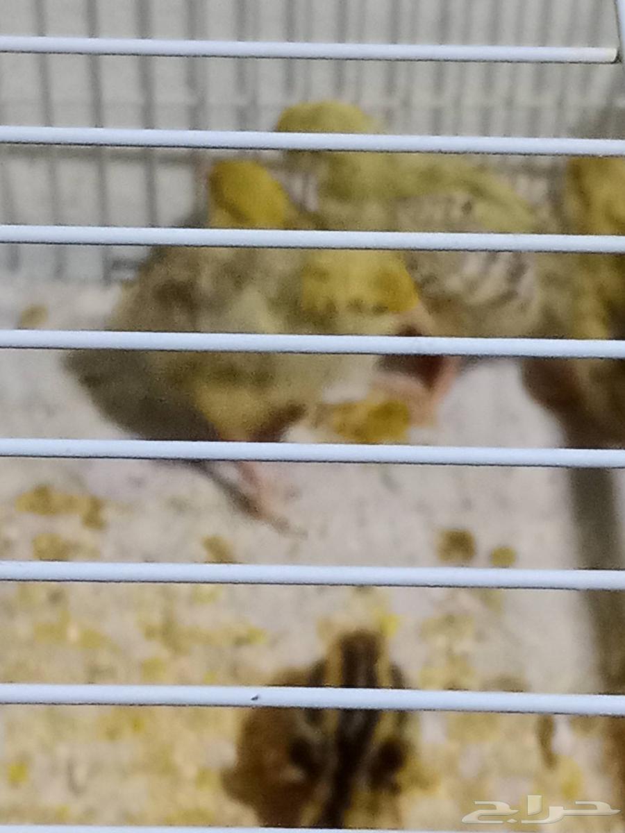 سمان للبيع64397963328898110