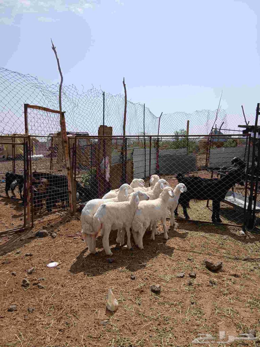 طليان ورخال للبيع64396337387393112