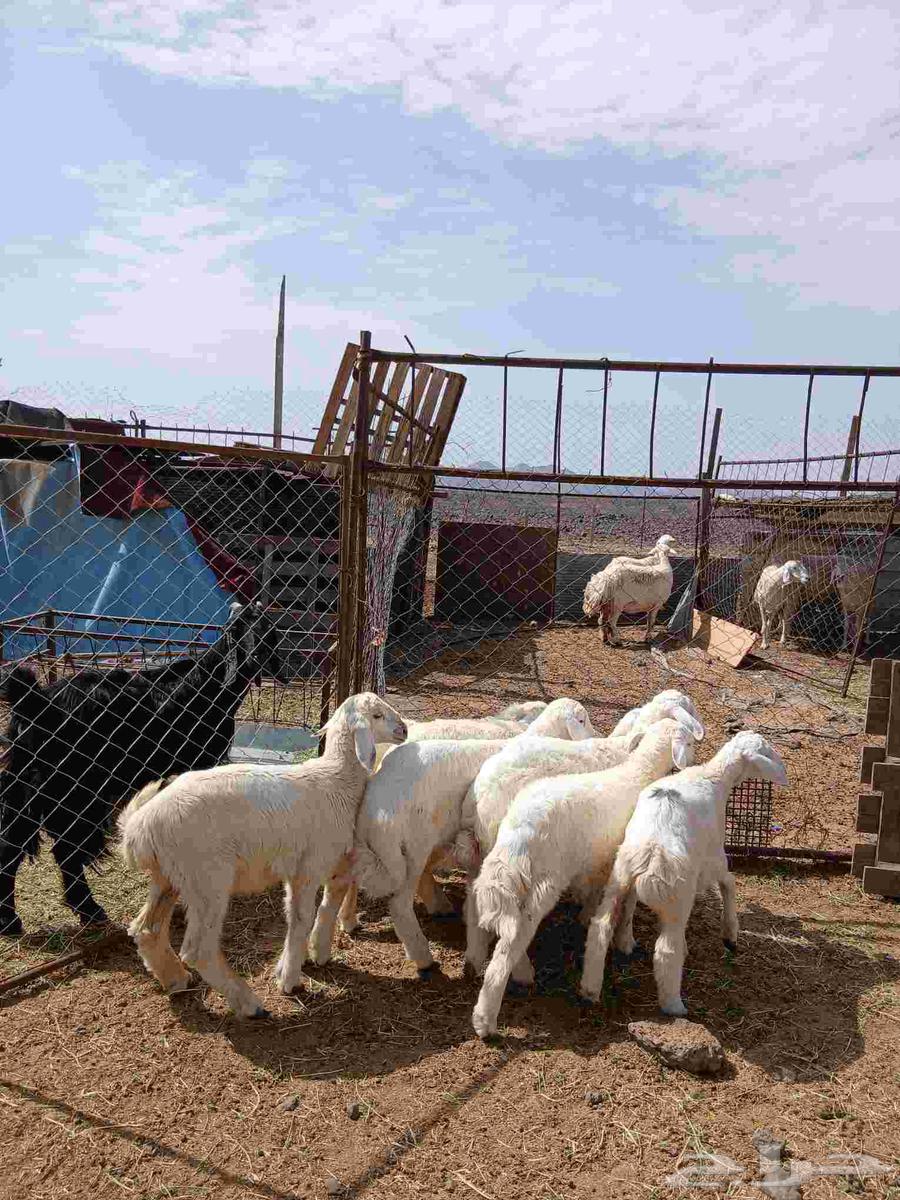 طليان ورخال للبيع64396337387393111