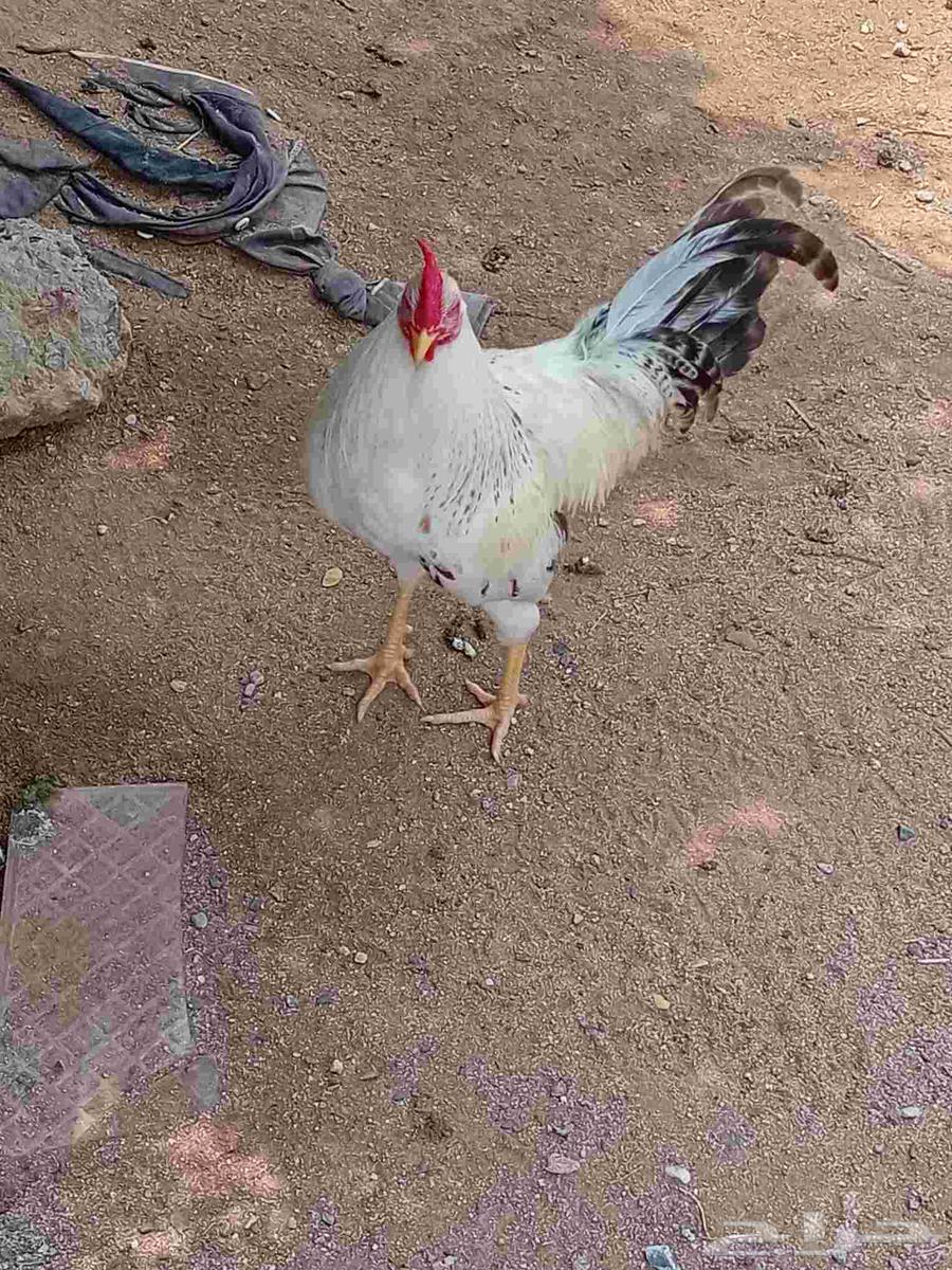 ديوك بلدي للبيع64397255947523112