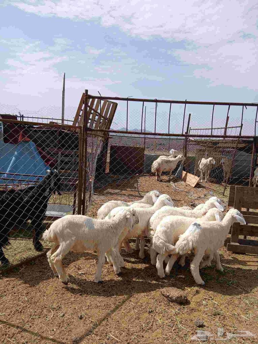 طليان ورخال للبيع64396337387393110