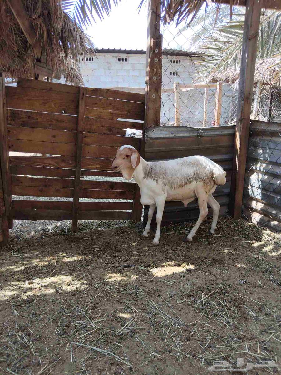 خروف بربر_الطرف.64398409641985111