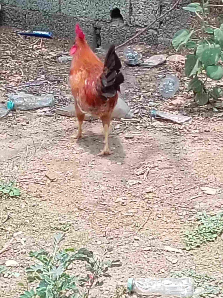 ديوك بلدي للبيع64397255947523113